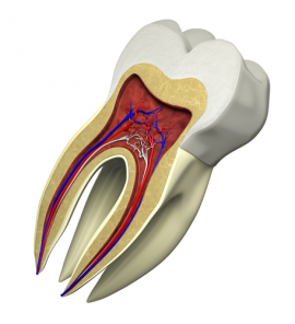 Root Canal Endodontics
